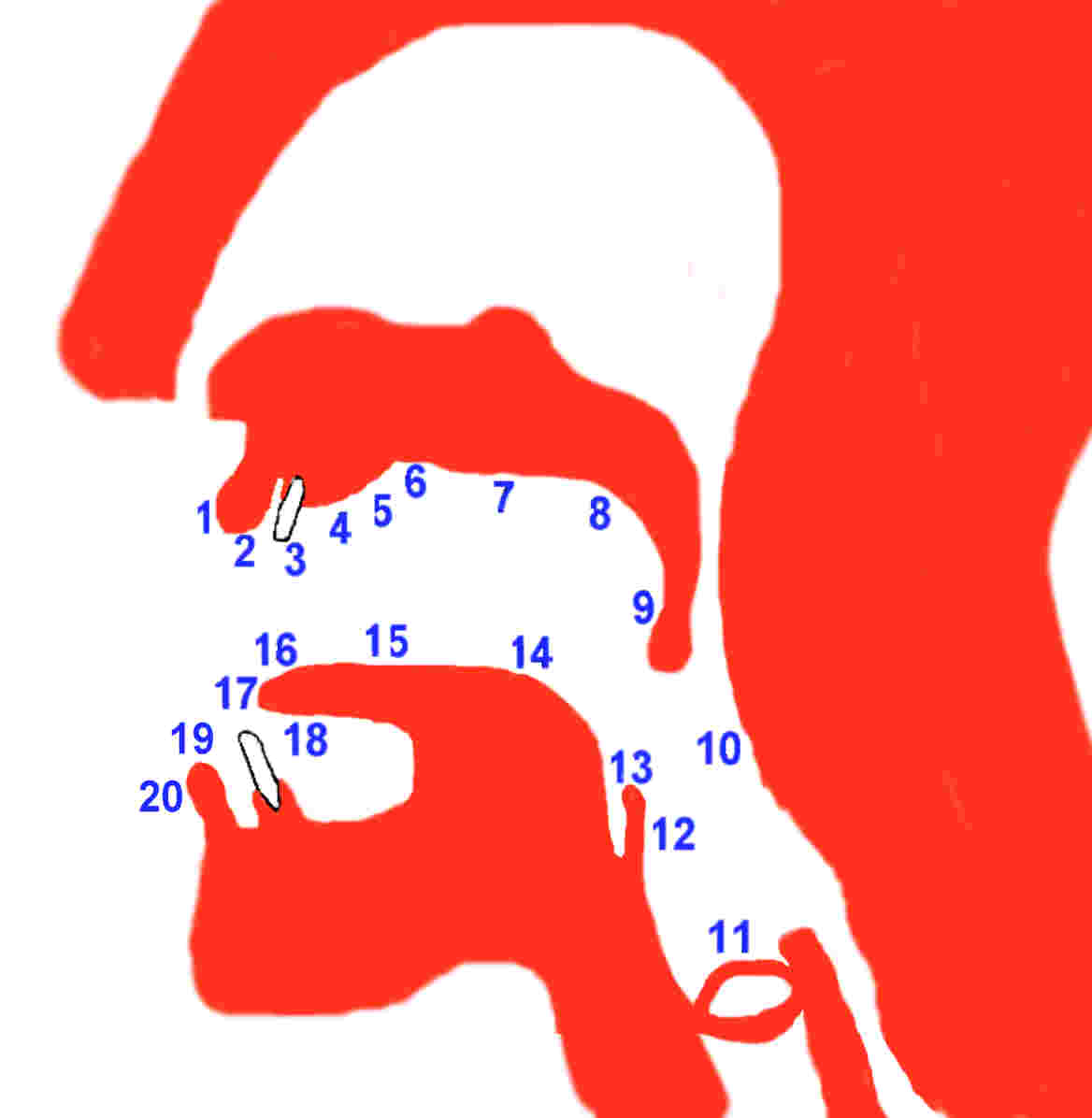 linguistics-articulation-points